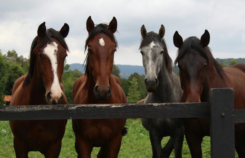 lucia-macedo-xXLT52bAzkk-unsplash