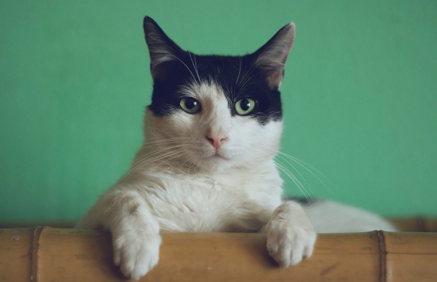 manja-vitolic-gKXKBY-C-Dk-unsplash